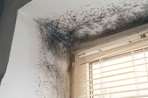 Affordable Basement Mold Removal solutions in Clackamas, OR