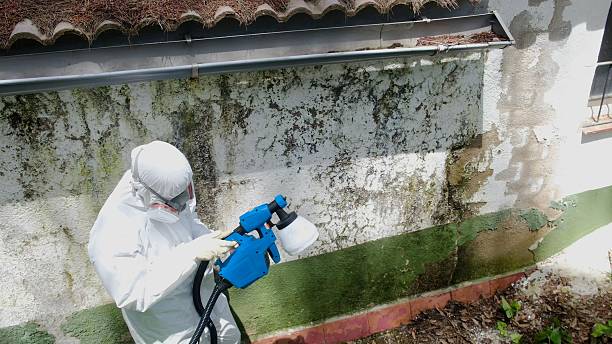 Top rated local Basement Mold Removal specialists in Clackamas, OR